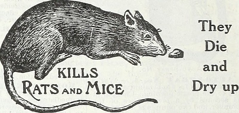 gold coast carpet cleaning and pest control